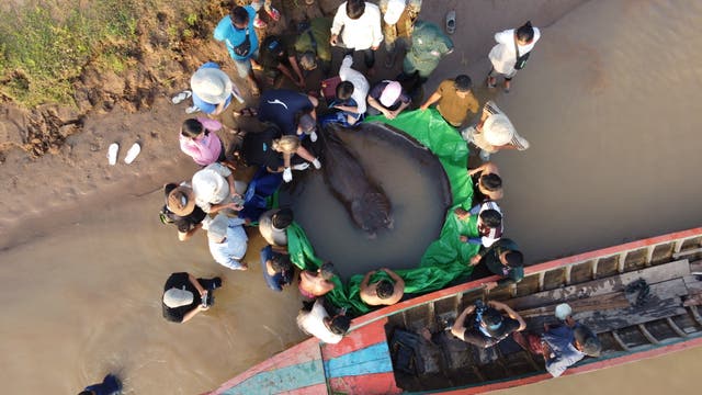 Im Juni 2022 stießen Fischer auf einen Riesensüßwasserstechrochen im Mekong in Kambodscha.
