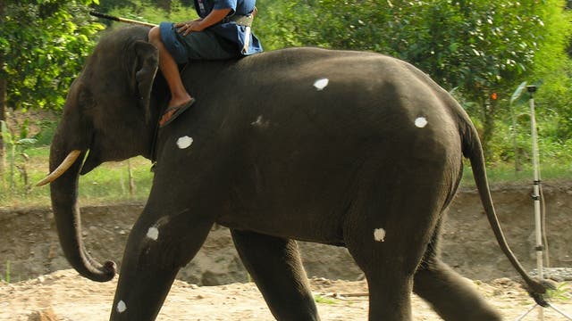 Rennender Elefant