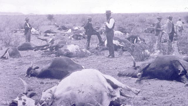 Rinderpest in Südafrika 1896