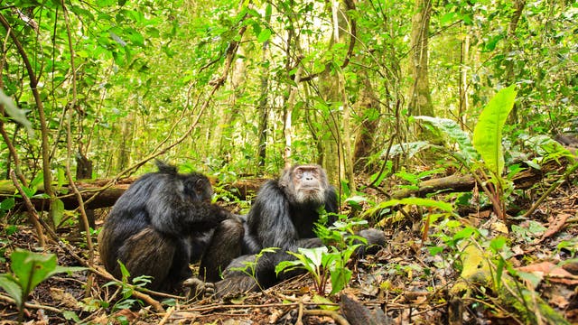 Schimpansen im Kibale Nationalpark