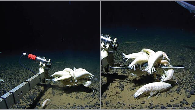 Ein Unterwasserroboterarm und mehrere weiße Tiefseekrebstiere über einem felsigen Meeresboden. Links ist der Arm mit einem roten Griff zu sehen, während rechts ein Fisch im Hintergrund schwimmt. Die Szene ist dunkel, typisch für die Tiefseeumgebung. Unten rechts ist ein Maßstab zu sehen, der 20 cm Breite anzeigt, um die Größe der Tiere zu veranschaulichen.