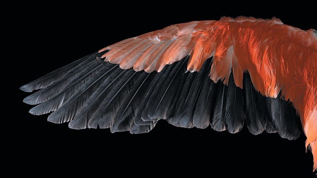 Ein einzelner Flügel eines Vogels, der sich von links nach rechts erstreckt, vor einem schwarzen Hintergrund. Die Federn sind in einem lebhaften Rot und tiefem Schwarz gefärbt, was einen starken Kontrast erzeugt. Die Struktur der Federn ist detailliert sichtbar, wobei die unterschiedlichen Schichten und Texturen hervorgehoben werden.