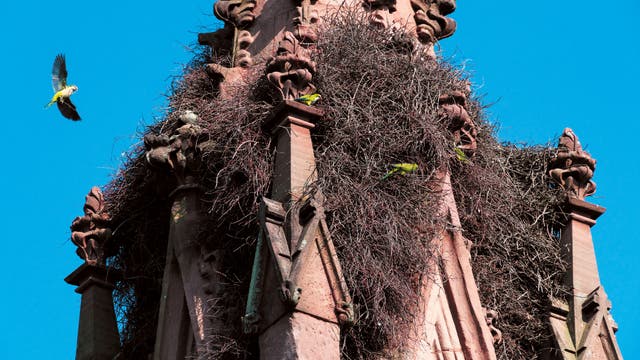 Mönchssittiche am Eingangstor des Green-Wood Cemetery in New York