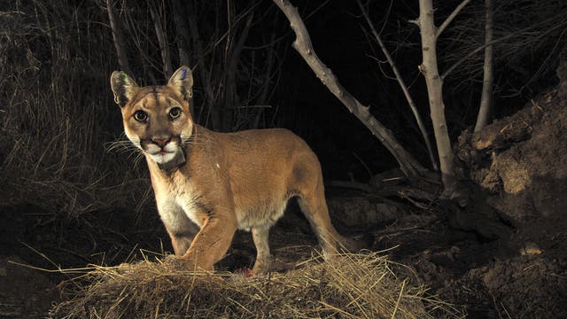 Puma aus Santa Susana