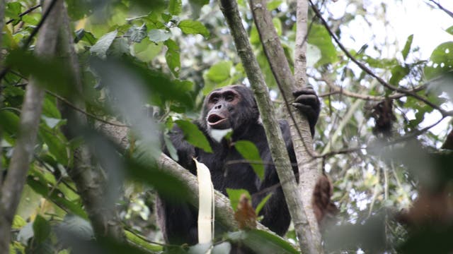 Schimpanse in Ruanda