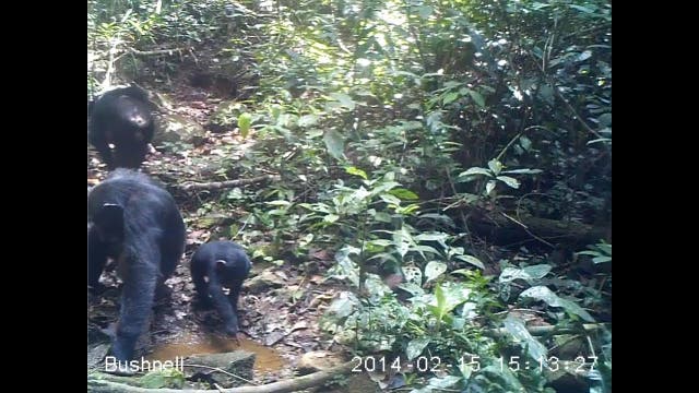 Schimpansen erstmals beim Fischen beobachtet