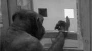 Schimpanse beim Test