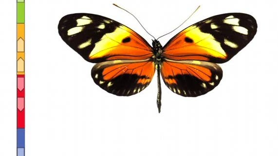 Schmetterlings-Mimikry