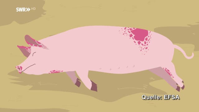 Ist Schweinepest wirklich eine Gefahr in Europa?
