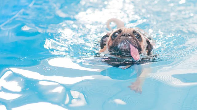 Ein Hund schwimmt im Schwimmbad und markiert hoffentlich nicht sein Revier