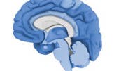 Amyolid-beta-Ablagerungen im Gehirn (dunkelblau)