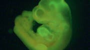 Fluoreszierendes Mäuseembryo
