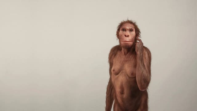 Lebendrekonstruktion eines Australopithecus sediba