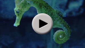 Seepferdchen- Video
