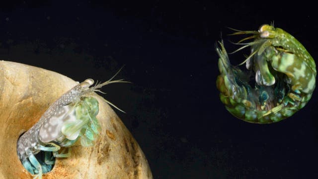 Kämpfende Shrimps sind Vorbild für stabilere Materialien