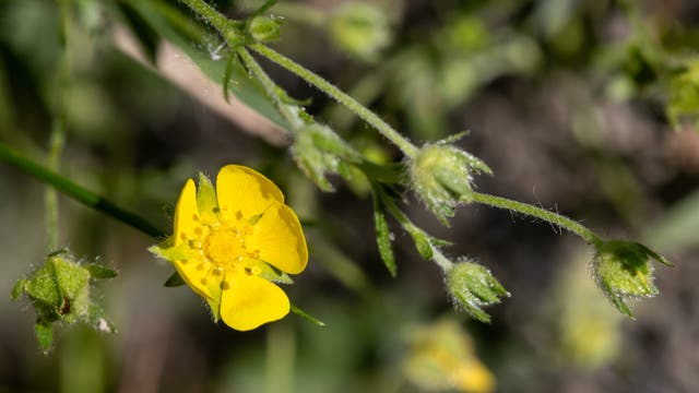 Eine leuchtend gelbe Blüte des Rheinischen Fingerkrauts mit mehreren geschlossenen Knospen an einem grünen, leicht behaarten Stängel. Die Blüte zeigt fünf Blütenblätter und zahlreiche Staubblätter in der Mitte. Der Hintergrund ist unscharf und zeigt grüne Blätter.