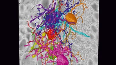 Neurone in 3D