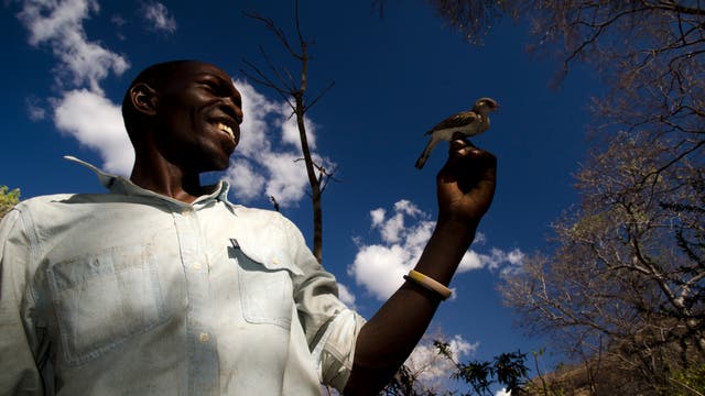 Der Dorfbewohner Orlando Yassene mit einem Honiganzeiger in Mosambik.
