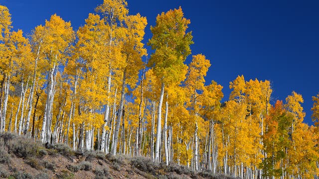 Pando – die Zitterpappel ist das größte Lebewesen der Erde