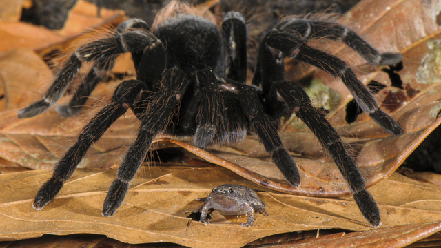 Ein kleiner bräunlicher Frosch sitzt direkt vor einer großen, schwarz behaarten Vogelspinne. Doch er wird nicht zur Beute, sondern lebt in Partnerschaft mit dem Achtbeiner. 