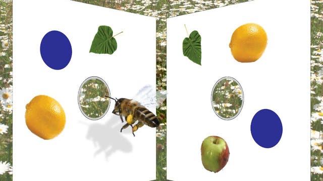 Zahlenkompetente Honigbiene
