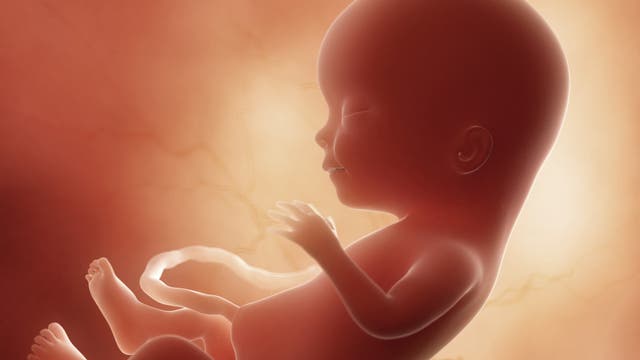 3-D-Illustration eines Fötus in der 15. Schwangerschaftswoche