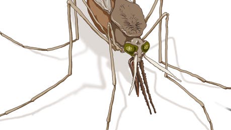 Malaria Stechmücke