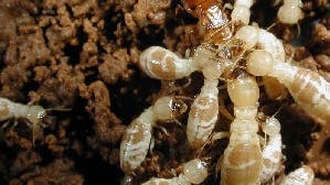 Tod der Termiten-Königin