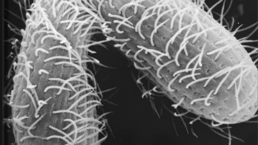 Tetrahymena thermophila kopulation