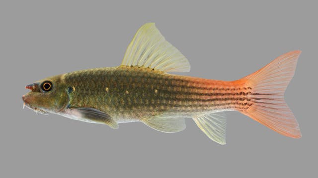 Garra panitvongi, ein Fisch mit blau gestreifter Nase und orangerotem Schwanz.