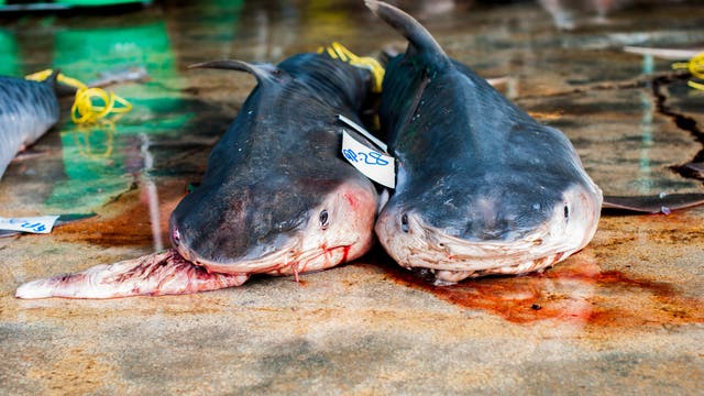 Tote Haie auf dem Markt