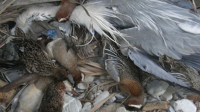 Tote Vögel