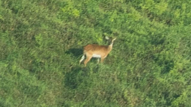 Ein einzelne Antilope steht auf einer grünen Wiese und blickt in die Kamera. Die Umgebung ist dicht mit Gras und Pflanzen bewachsen. Das Bild ist unscharf.