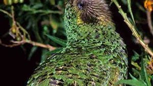 Der nachtaktive Kakapo