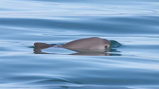 Nur noch wenige Dutzend Vaquitas schwimmen noch im Golf von Kalifornien