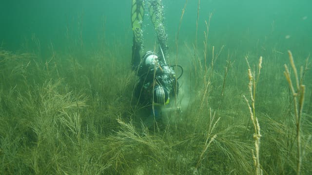 Ein Taucher in voller Ausrüstung arbeitet unter Wasser in einem dichten Seegrasfeld. Luftblasen steigen zur Oberfläche auf. Die Umgebung ist grünlich und trüb, typisch für eine Unterwasserszene. Der Taucher scheint etwas am Boden zu untersuchen oder zu bearbeiten.
