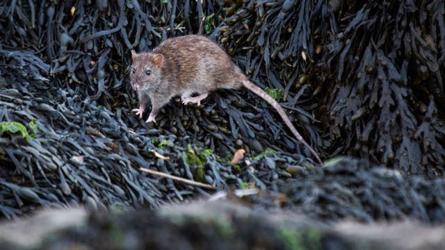 Eine eingeschleppte Ratte sucht in gestrandetem Seetang nach Futter