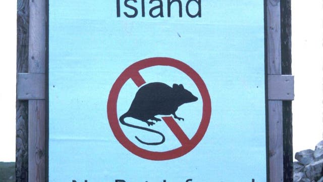 Ratten verboten!