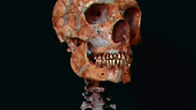 Neandertalerskelett