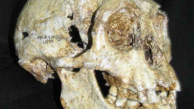 Schädel von Homo floresiensis
