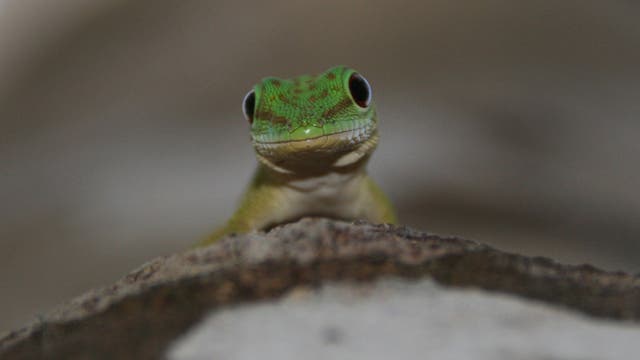 Neugieriges Reptil