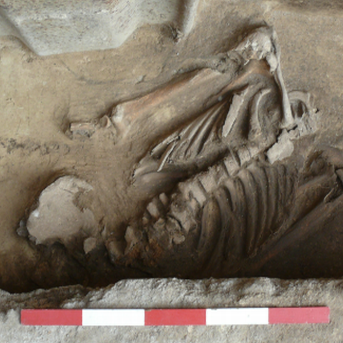 Skelett aus Magdeburg