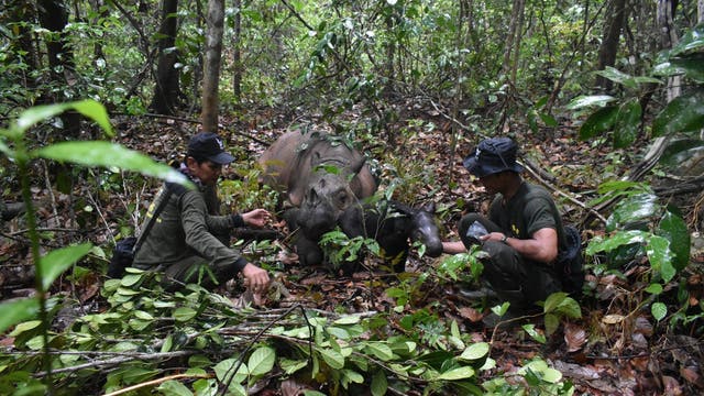 Das Sumatra-Nashorn-Kalb steht neben seiner Mutter Delilah und zwei Rangern im indonesischen Nationalpark Way Kambas im Osten der Insel Sumatra im Wald. 