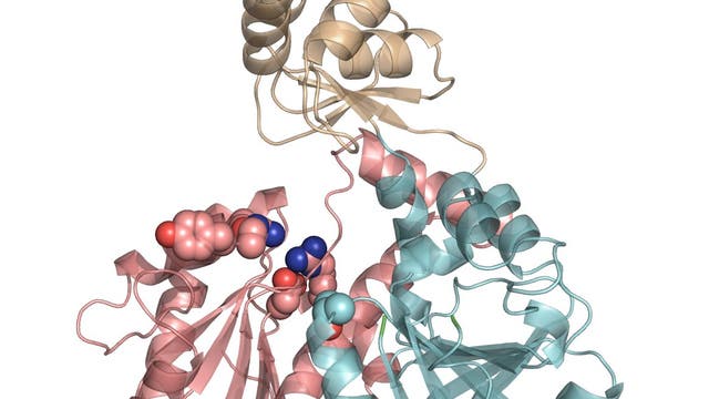 XPD-Helikase Struktur