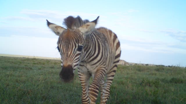 Ein Zebra in der Serengeti
