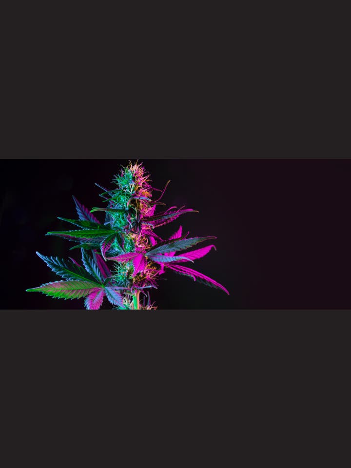 Peter Cremer-Schaeffer: Cannabis