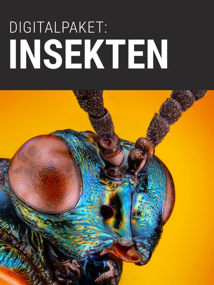  Digitalpaket: Insekten