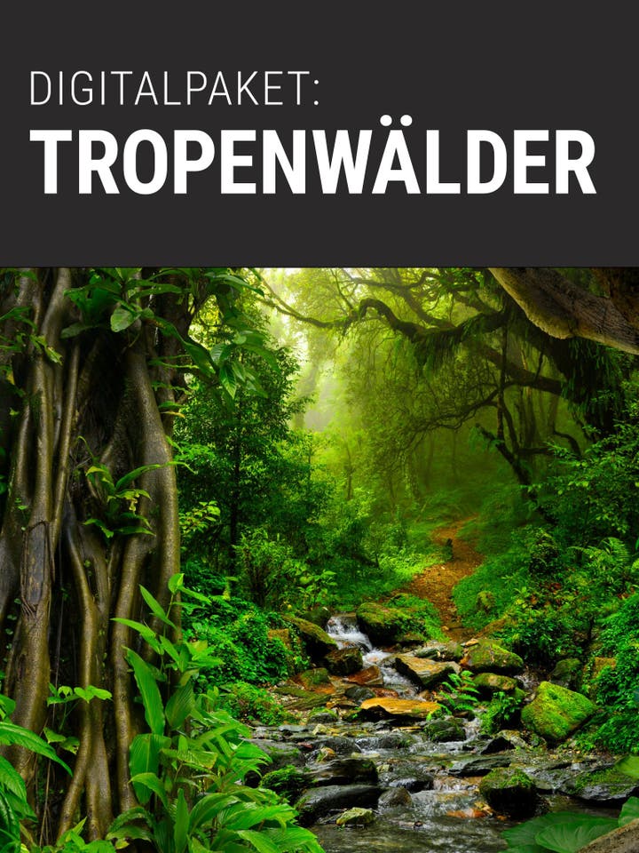Digitalpaket: Tropenwälder Teaserbild
