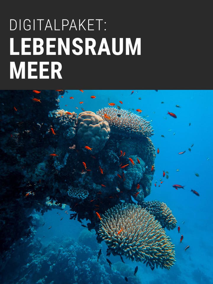 Digitalpaket: Lebensraum Meer Werbebild