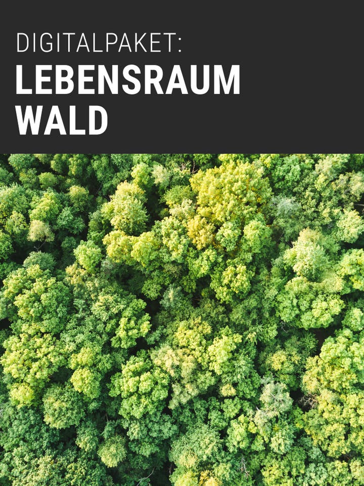 Digitalpaket: Lebensraum Wald Teaserbild